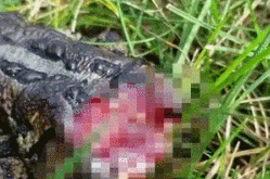 男子意外发现一只无头蟾蜍：结果下一秒“复活”跳了起来