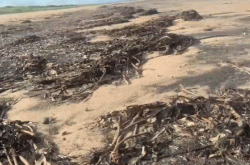 英国海岸惊现大量海洋生物尸体：堆成齐腰高的“小山”