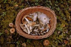 男子吃野菇拿银镯试毒进医院 网友：是镯子太假还是蘑菇太毒