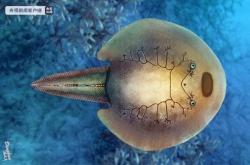 我国科学家发现3.9亿年前东方鱼：在生物大灭绝后多活了2千万年