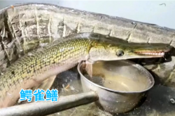 北京海淀一小区惊现怪鱼：长嘴尖牙像鳄鱼 专家称会伤人
