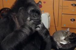 一只大猩猩学会了手语 还和一个喜剧演员互动成为朋友 这是真的吗