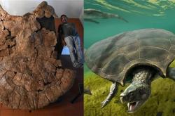 巨兽之地：地球史上最独特的生物群落 各种动物大到离谱