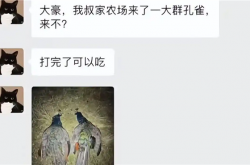 国外孔雀免费吃 新西兰农场来了一群孔雀 中国网红受邀前去狩猎