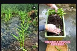 最懂“牛马”的蔬菜！给水就能活