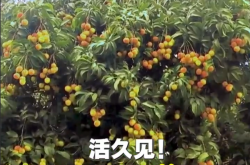 广西灵山惊现“百变荔枝王”！一棵荔枝树上竟然结出30种荔枝