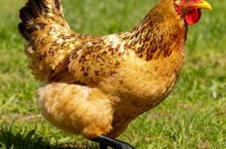 超市卖20元一只的烤鸡 真的能放心吃吗