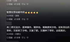 中国人靠着10万头黑猪 把沙壁整顿成了粮仓?