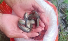 佛山5200条“灭蚊鱼”上岗：以蚊卵及蚊幼虫为食