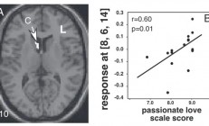 人为什么会“恋爱脑” 到底是不是病