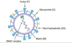 什么是人偏肺病毒？科学应对不慌忙