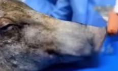 国际首创！猪头离体50分钟后被我国医生“复活”