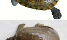 鳖看起来那么弱 为什么龟没有完全淘汰掉鳖