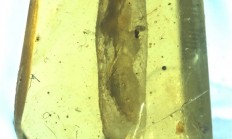 我国科学家发现约1亿年前僵尸昆虫：将一起源时间前推3000万年