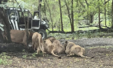 随意下车还背对着狮子 泰国一饲养员被狮群袭击致死：游客目睹