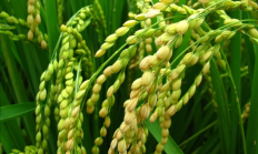 印度高调宣布大米产量超越中国 专家疑惑：1.5咋就大于2了呢