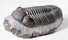 动物最初进化的眼睛是长啥样的 这种活化石给我们答案