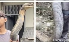 三哥太勇！印男子徒手抓小腿般粗巨型眼镜王蛇：淡定到跟玩一样