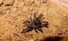 世界最长寿蜘蛛 活了足足43年！“秘诀”公开