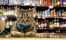 明星猫被撞死后 谷歌自动驾驶公司Waymo陷公关危机