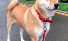 中华田园犬禁养是烈性犬上热搜 网友吵翻：多地宣布解除禁养 你支持吗