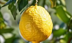 柠檬全面涨价 现在囤货卖给奶茶店还来得及吗