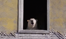 北极熊占领苏联废弃科考站：无人机拍下罕见画面