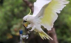 澳洲鹦鹉会开饮水器排队喝水 排队10分钟也不走