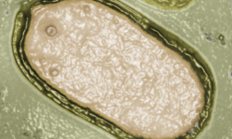 海洋中新发现230种巨型病毒 有的比细菌还大！我们需要担心吗