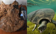 巨兽之地：地球史上最独特的生物群落 各种动物大到离谱