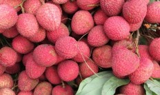 雷佳音好奇询问荔枝一天能吃几颗：不可过量、严重可致死