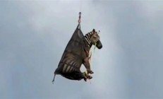 真上天了：美国宠物斑马大逃亡 自由一周被飞机吊回家