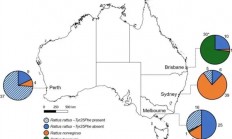 “变异”老鼠正在席卷澳洲！超50%有抗药基因 不会被灭鼠药杀死