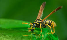 8旬老人捅马蜂窝被蛰100多针：因过敏性休克不幸去世