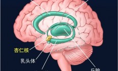 这个代号SM的患者 她不会感到恐惧：科学家研究了40多年