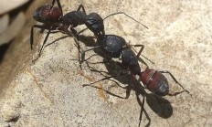 为什么蚂蚁会把同类的尸体搬回巢穴 是要吃掉吗