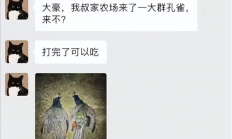 国外孔雀免费吃 新西兰农场来了一群孔雀 中国网红受邀前去狩猎