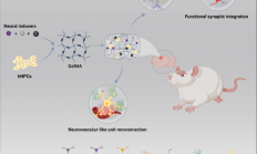 中科院开发出新型鸡尾酒水凝胶：可修复受损脑组织
