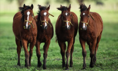 阿根廷首批“基因编辑马”上线 跑得飞快但被禁止参赛！