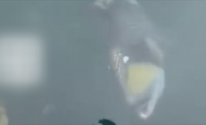 日本冲绳海港出现凶猛鱼类面目狰狞 俗称“泰坦炮弹”