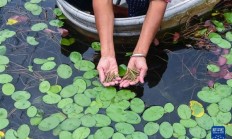 这种长在水里的菜-莼菜：能鲜掉你的舌头！