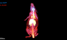 太科幻！我国科学家首次实现小鼠全身“高清全景成像”：单根神经纤维清晰可见