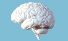 研究发现大脑“断崖式衰老”的3个年龄：57岁、70岁和78岁