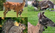 “僵尸松鼠”“触手兔”后 美国又发现“变异鹿”：网友热议美国病毒如此泛滥了吗