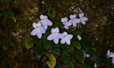 消失百年之久！我国成功拯救极危大花石蝴蝶