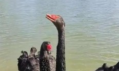 武汉黑天鹅出轨后续：公鹅有新欢后攻击原配