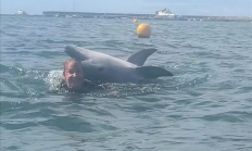 英国海湾一只网红海豚试图淹死游泳女子：四次跳到背上去