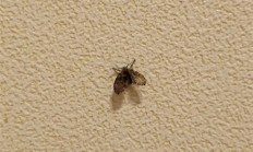 这种虫子蛾蠓 看到1只 你家里就有了1万只—不是蟑螂