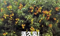 广西灵山惊现“百变荔枝王”！一棵荔枝树上竟然结出30种荔枝