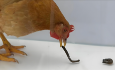 如果鸡吃了水蛭：它会寄生肠胃 长期吸血吗？